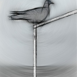 birdwatching photography pencil art freetoedit